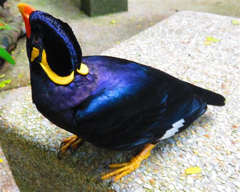 Mynah Birds Make Great Avian Pets