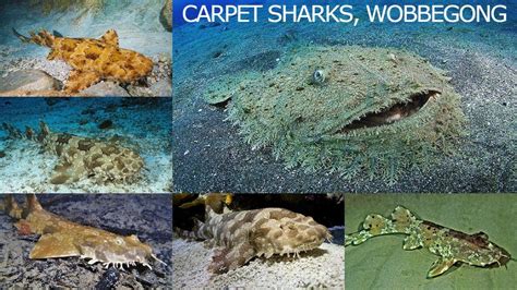 All Carpet Shark Species Complete List Of Carpet Sharks Types Of