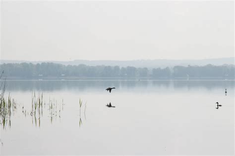 Wallpaper Birds Lake Reflection Sky Calm Morning Mist River