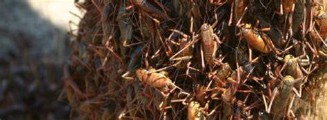 Millions Of Mormon Crickets Invade Parts Of Nevada The Watchers