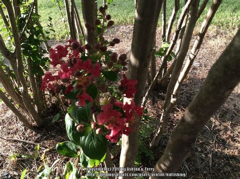 Jan 14, 2021 · determine what shape and size you want the crepe myrtle to be. Crepe Myrtle (Lagerstroemia indica 'Mandi') in the Crepe ...