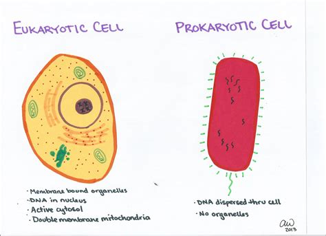 Entirely cells can be alienated into one of two classifications: Cell Biology Study Guides | Ashley's Biology Study Guides