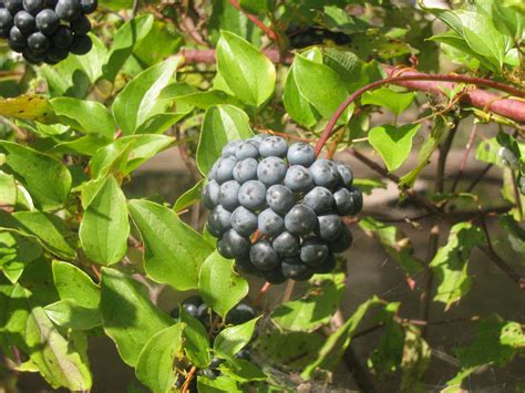 Shrub With Rounded Clusters Of Purple Berries By A River In Central Ma