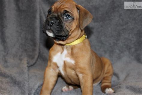 Akc boxer puppies for sale dob is 6 8 2020. Puppies For Sale In Maine - PetsWall