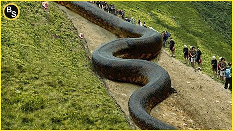 The Worlds Largest Snake Unveiling Natures Giant Serpent