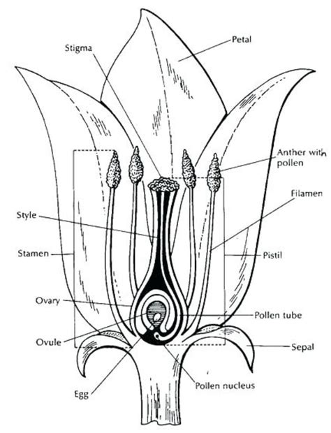 A Draw A Diagram Of The Longitudinal Section Of A Flower And Label On