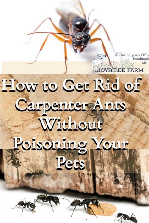 My Effective Step By Step Plan For Dealing With Carpenter Ants In Your Home Kill Ants Ants In