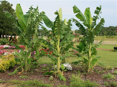 Banana Plants Add Color Tropical Flair To Landscape Mississippi