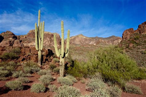 Earthline The American West Mount Ajo 4808 Organ Pipe Cactus