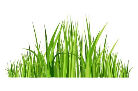Green Spring Grass Isolated On White Background Stock Vector