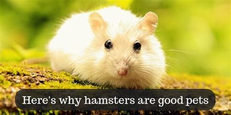 12 Reasons Why Hamsters Are Good Pets And A Few Cons