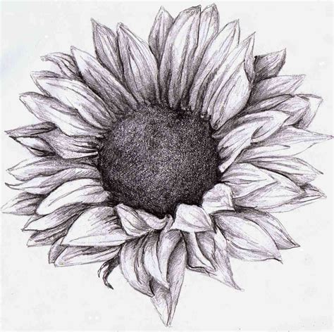 Flower Shading Drawing At Explore Collection Of