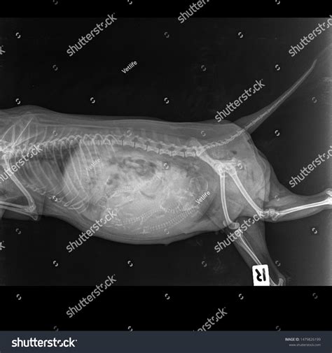X Ray Pregnant Dog Fetal Bone Stock Photo 1479826199 Shutterstock