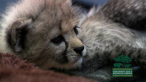 Cute Baby Cheetah Cub Cincinnati Zoo Youtube