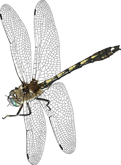 Dragonfly Png Images Transparent Free Download