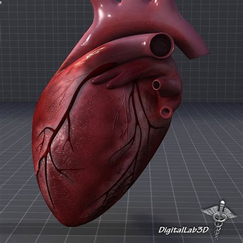 Human Heart Anatomy By Digitallab3d On Creativemarket In