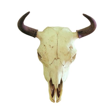 Bison Skull Stock Photos Pictures And Royalty Free Images Istock