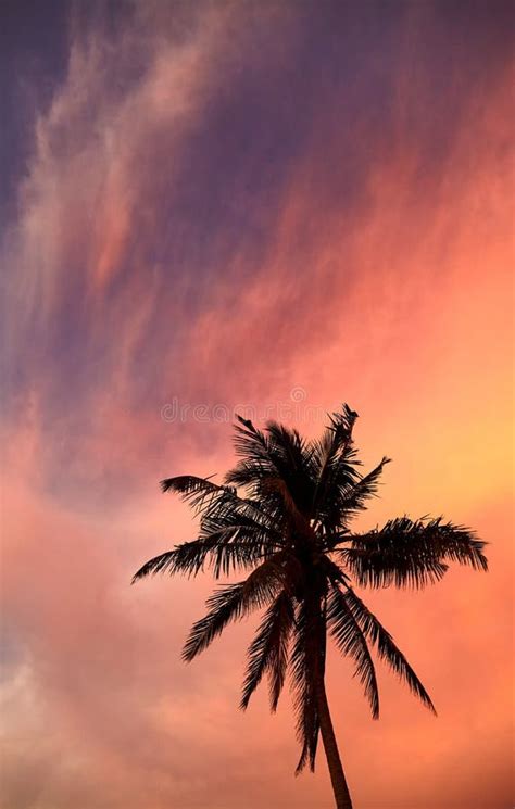 Silhouette Of A Coconut Palm Tree At Colorful Sunset Stock Image