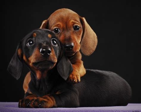 Pin By Whitney Harchanko On Positive Living Dachshund Puppies Dog