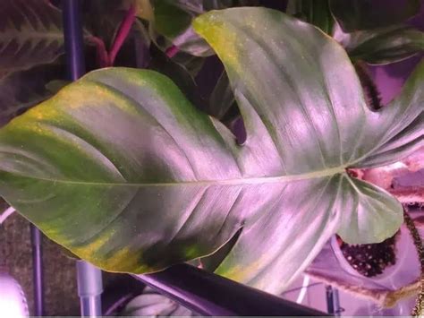 Why Are Philodendron Leaves Turning Yellow 4 Ways To Fix Them Pretty