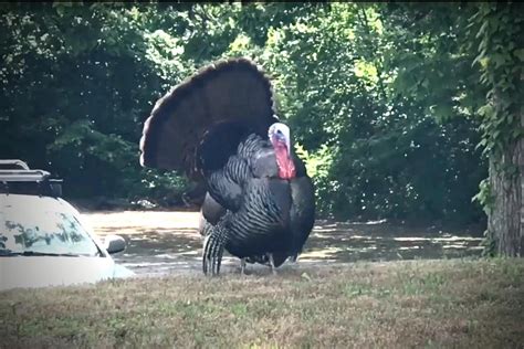 Massachusetts Needs Help Conducting A Wild Turkey Census