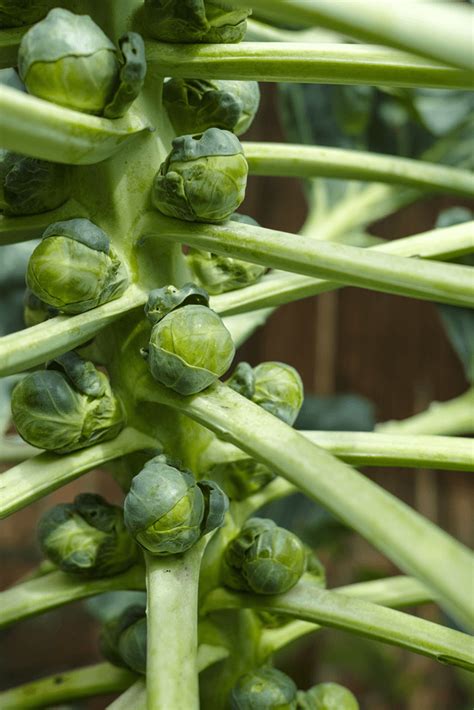 How To Grow Brussel Sprouts In Pots Everything You Need To Know