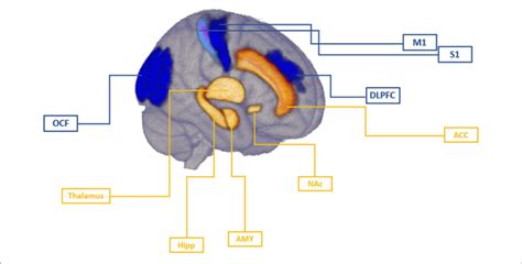 Brain Targets Involved In The Mechanism Of Pain Chronicity Cortical