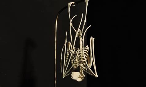 Travis Barker 3d Printed Bat Skeletonto Support Bat Conservation