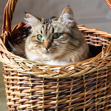 Premium Ai Image Cat In Wicker Basket