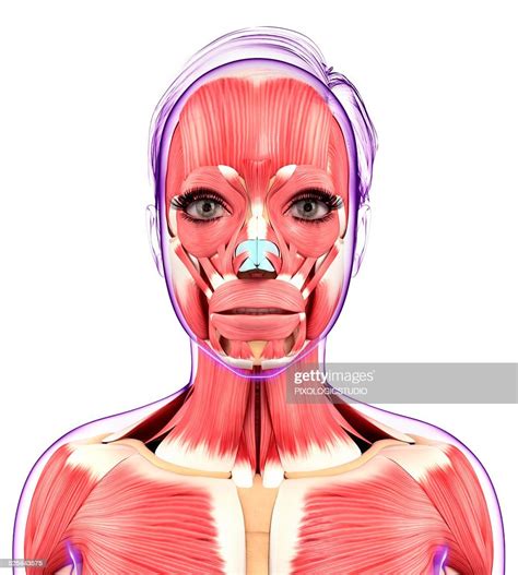 Human Muscular System Artwork High Res Vector Graphic Getty Images