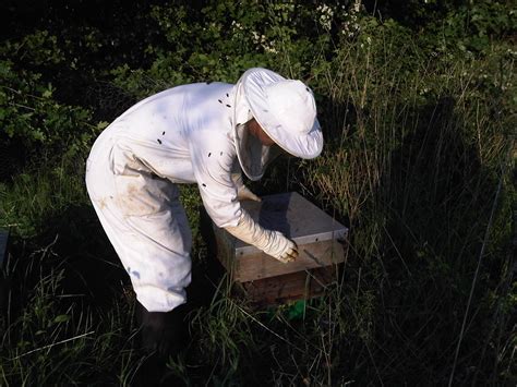 Honey Bee Relocation Suffolk Pest Control Company