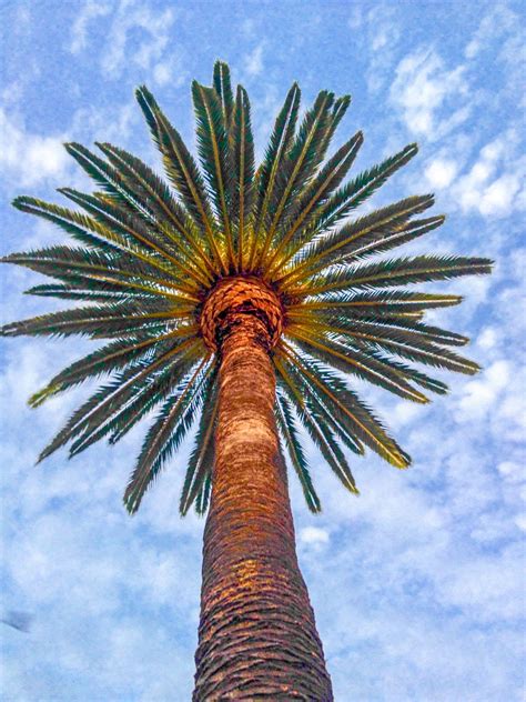 Beautiful Palm Tree On Grand In Long Beach Ca Planting Flowers Tree