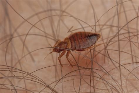 Bed Bug Pictures Actual Size Pest Phobia