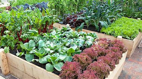 Quand Planter Ses Légumes Dans Le Potager Le Calendrier Pour Ne Plus