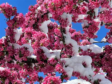 Cherry Blossom Trees Become Casualties Of Spring Snow In Northeast Ohio