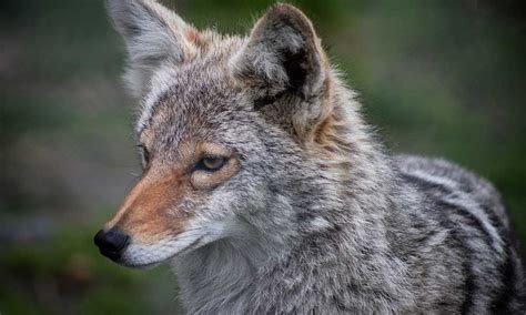 Different Types Of Coyotes That Live In North America • The Grom Life