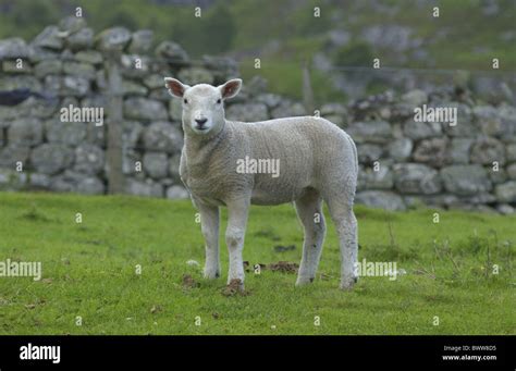 Domestic Sheep Texel Cross Lamb Standing Pasture Stock Photo Alamy