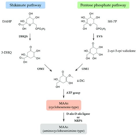 Proposed Biosynthetic Pathway Of Mycosporine Like Amino Acids Dahp