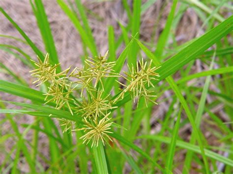 Nutsedge produces seed heads that are yellow to brown. Yellow Nutsedge — Department of Plant Science