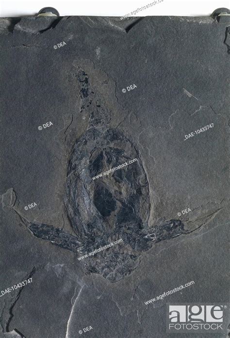 Fossils Deuterostomia Chordata Placodermi Pterichthyodes