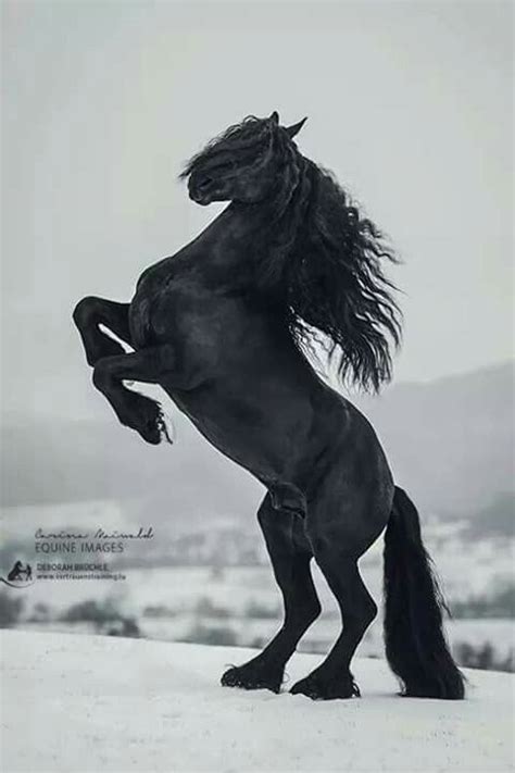 Friesian Horse Rearing Up So Beautifully Güzel Atlar Friesian At