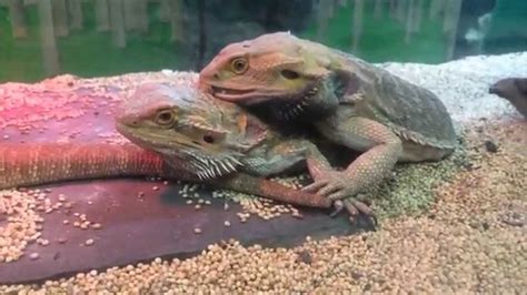 Bearded Dragons Mating Youtube