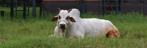 Top 10 Milk Producing Countries Indian Cattle