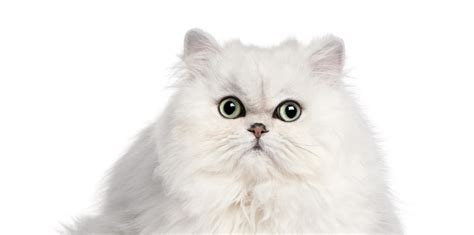 A persian cat with vivid deep orange eyes. New study: Persian cats at high risk of health issues