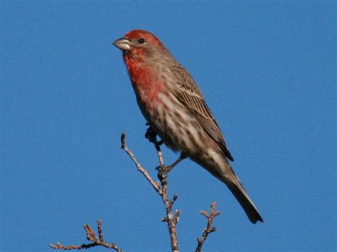 Eleven percent (11%) or 1,111 of the world's species of birds are at risk. Common backyard birds in West Virginia (lists, photos, ID ...