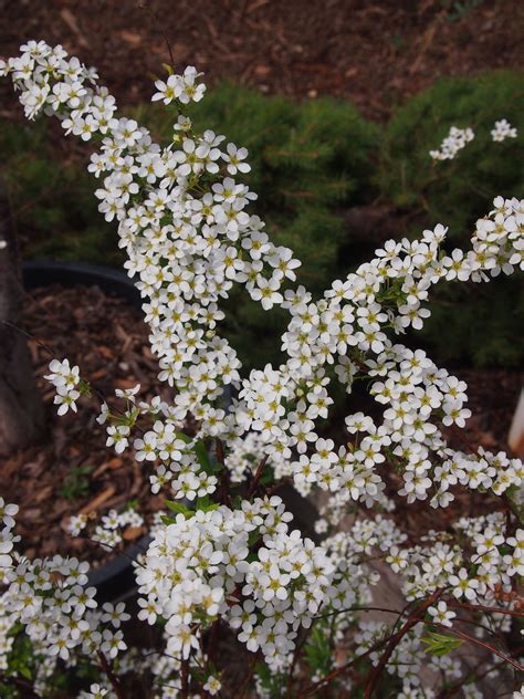 Are you planning to plant some flowering shrubs that grow in shade? Spiraea thunbergii 'Mt. Fuji' MT. FUJI SPIREA deciduous ...