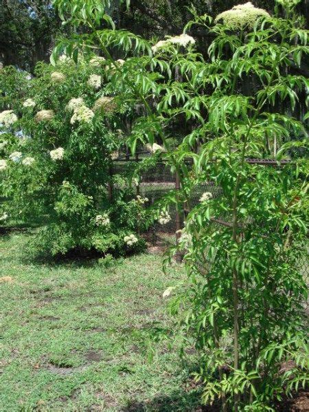 Posts About Growing Elderberry In Florida On Pick Me Yard Elderberry