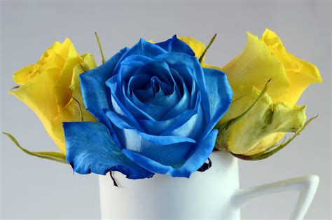 Blue and yellow flowers meaning. Symbolic Meaning of Blue Roses That'll Leave You Stupefied