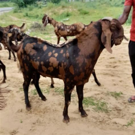 3 Months 2 Year Brown Sirohi Goat In Nagpur Meat Weight 15 45 Kg At Rs 450kg In Nagpur