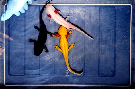 This Salamander Can Regenerate Limbs Like Deadpool Can It Teach Us To